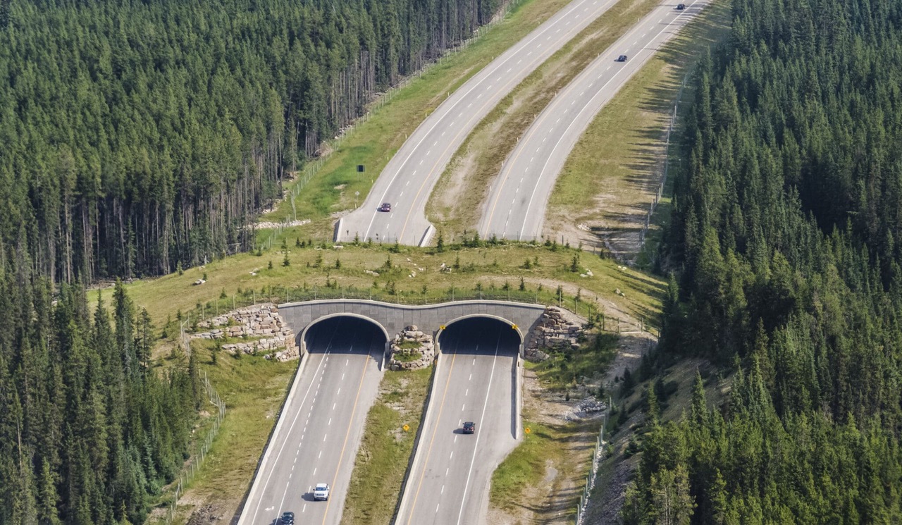 A wildlife passage across the Trans-Canada Highway near Banff